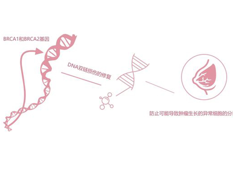 Brca1/2基因檢測